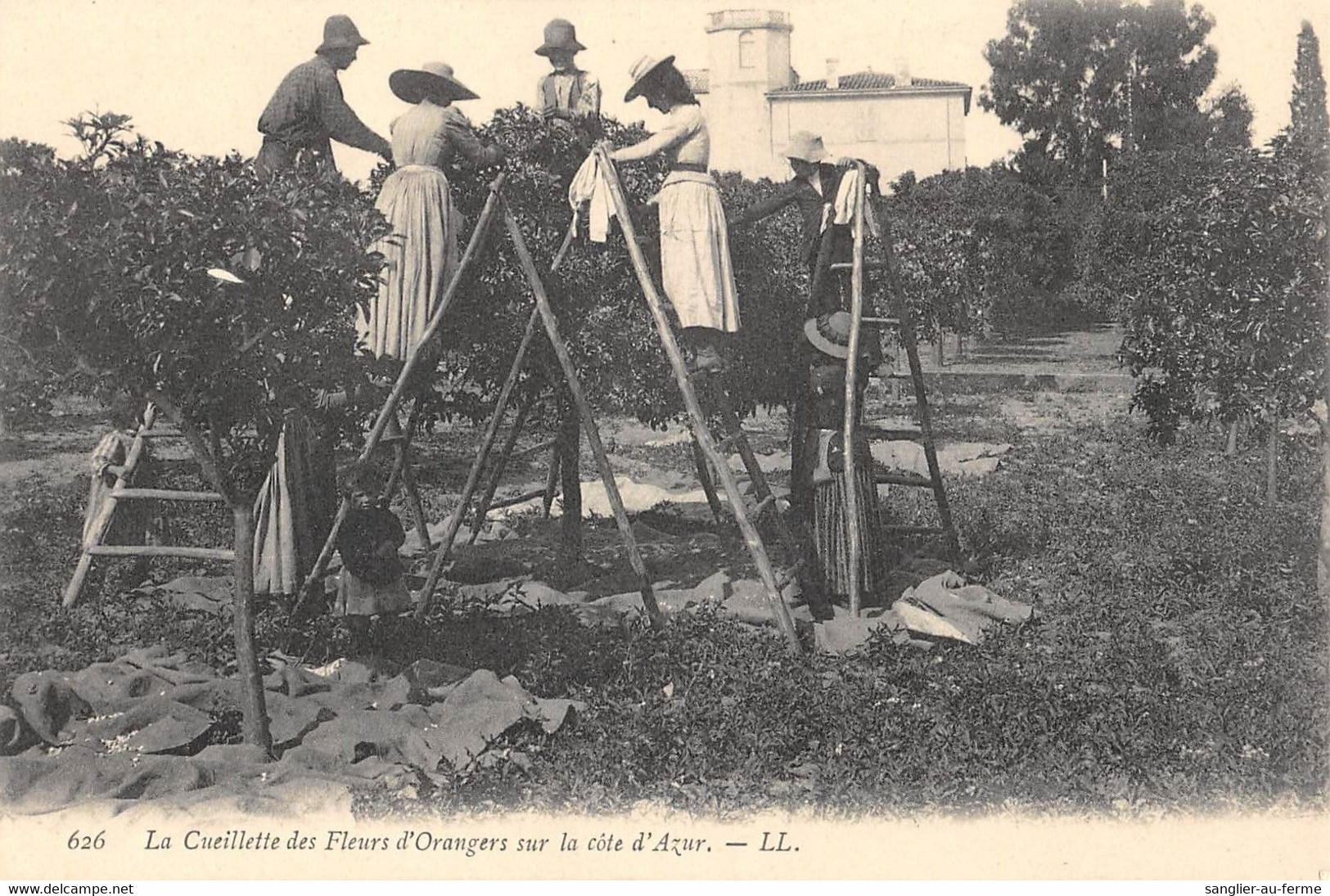 CPA 06 LA CUEILLETTE DES FLEURS D'ORANGERS SUR LA COTE D'AZUR - Autres & Non Classés