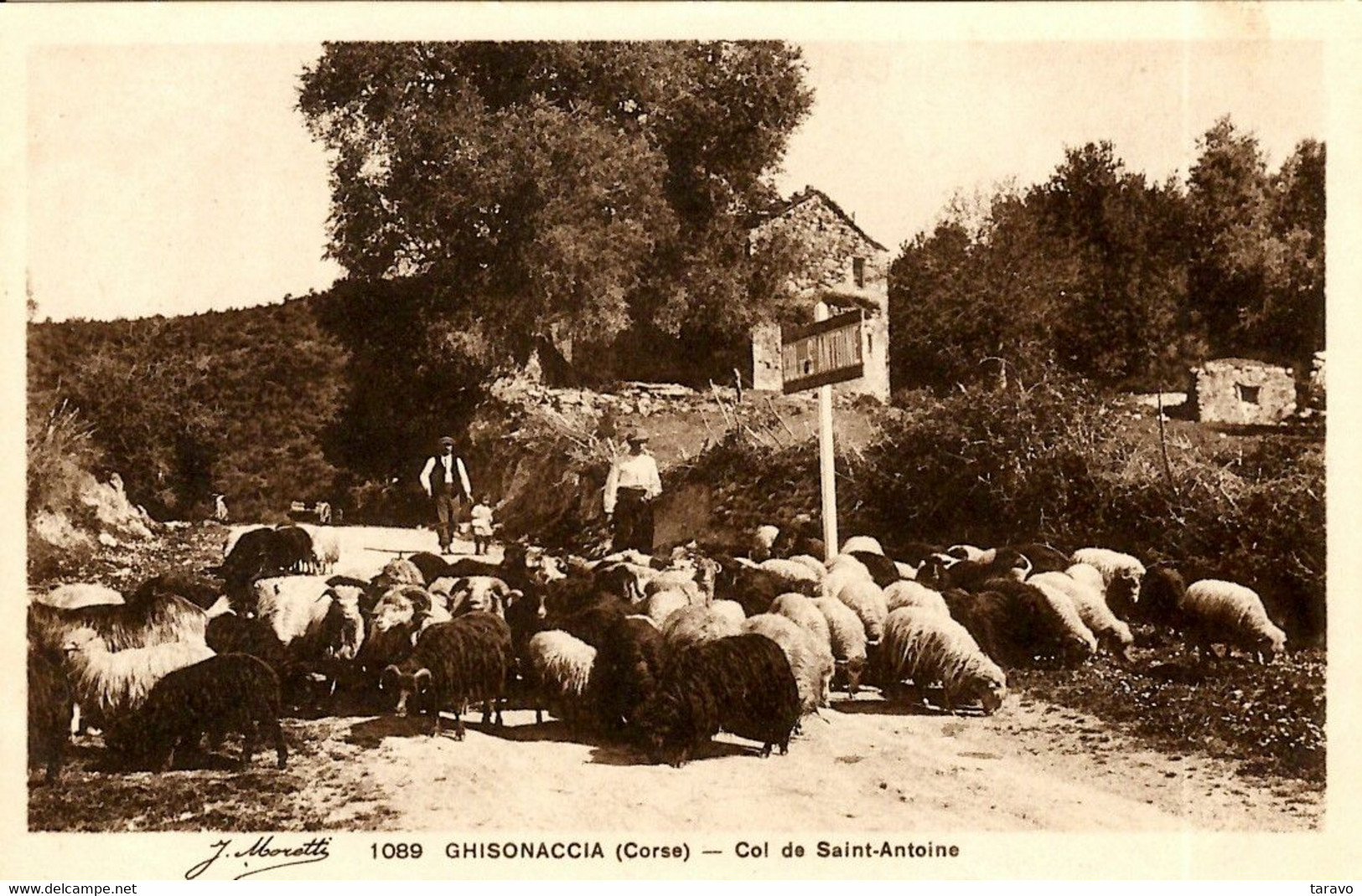 CORSE - Près De GHISONACCIA, Au Col De Saint-Antoine, Bergers Et Leur Troupeau De Brebis - Andere & Zonder Classificatie