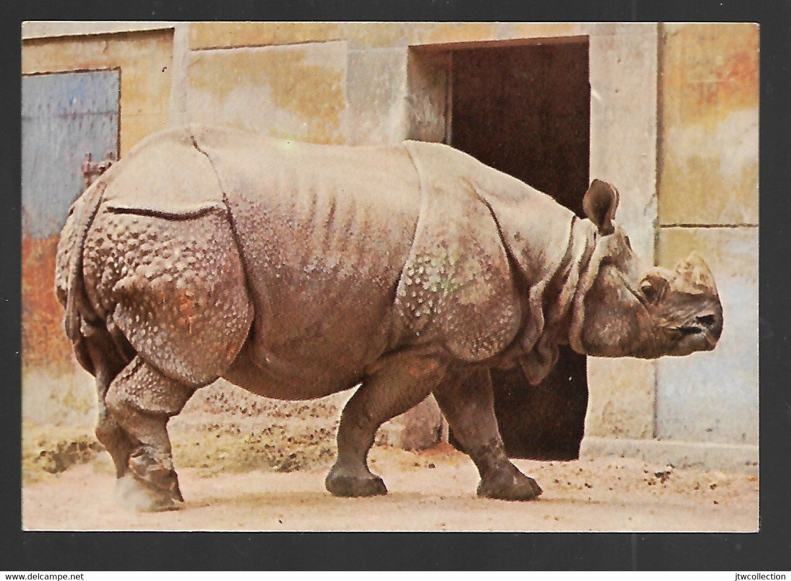 Rinoceronti - Non Viaggiata - Rhinoceros