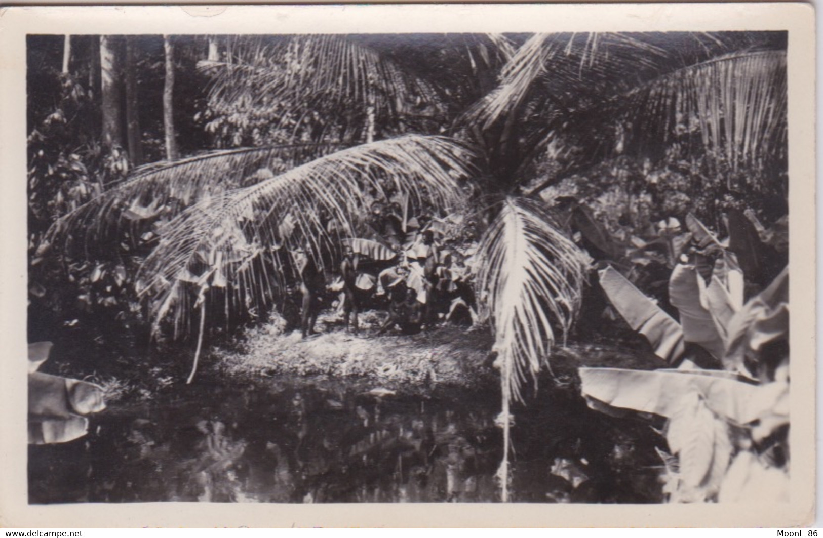 AFRIQUE - COTE D'IVOIRE - ABIDJAN - UN MARIGAUD DANS LA FORET - Côte-d'Ivoire