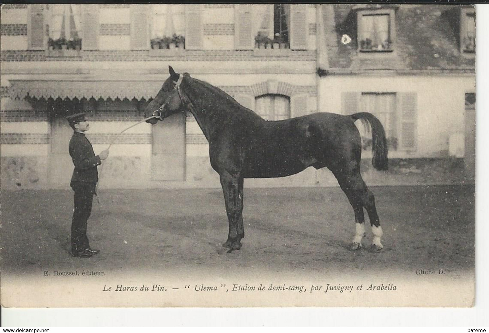 Le Haras Du Pin Ulma Cheval étalon De Demi Sang Par Juvigny Et Arabella - Otros & Sin Clasificación