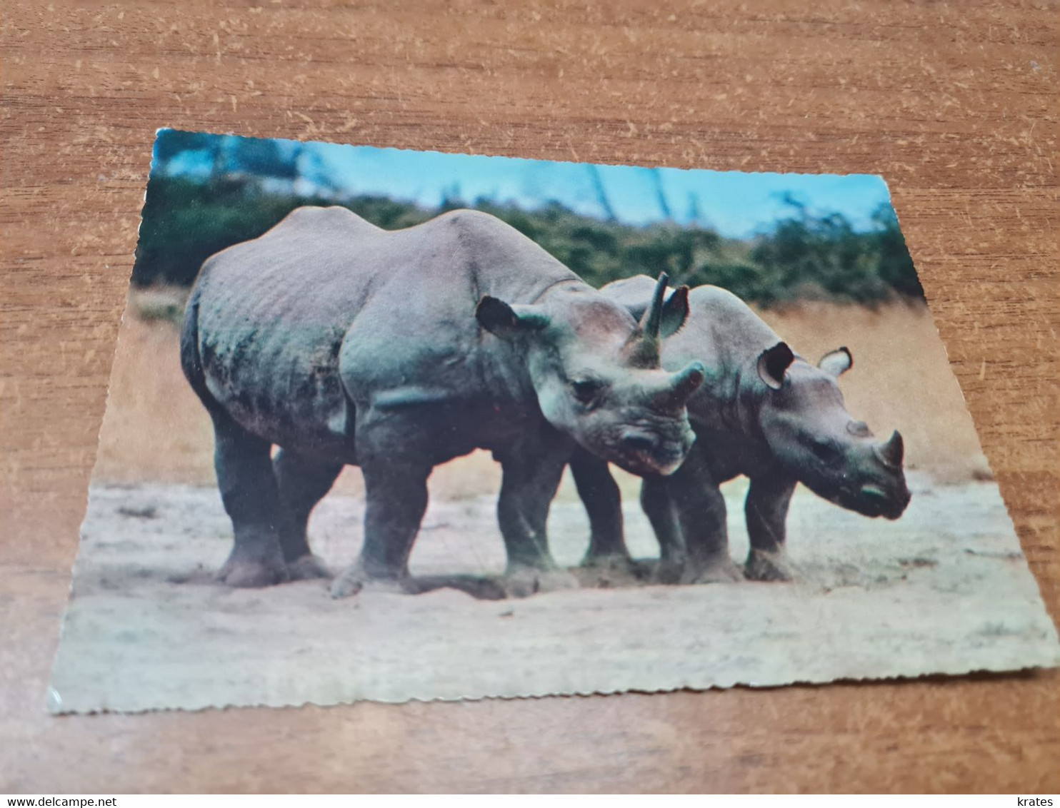 Postcard - Rhinoceros   (V 35680) - Rhinozeros
