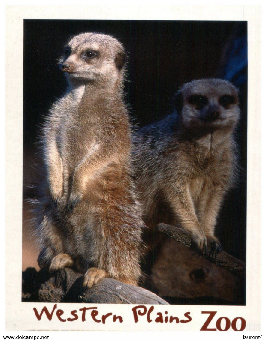 (QQ 46) Australia - Dubbo Western Plain Zoo - Meerkat -  17 X 12 Cm - Dubbo