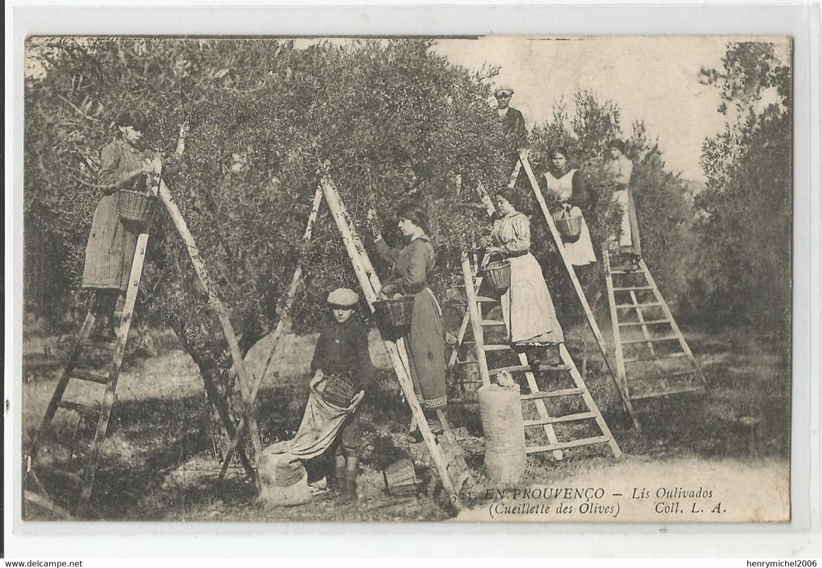 Cpa En Provence Cueillette Des Olives ; Prouvenço Lis Oulivados , Agriculture Paysannes - Cultivation