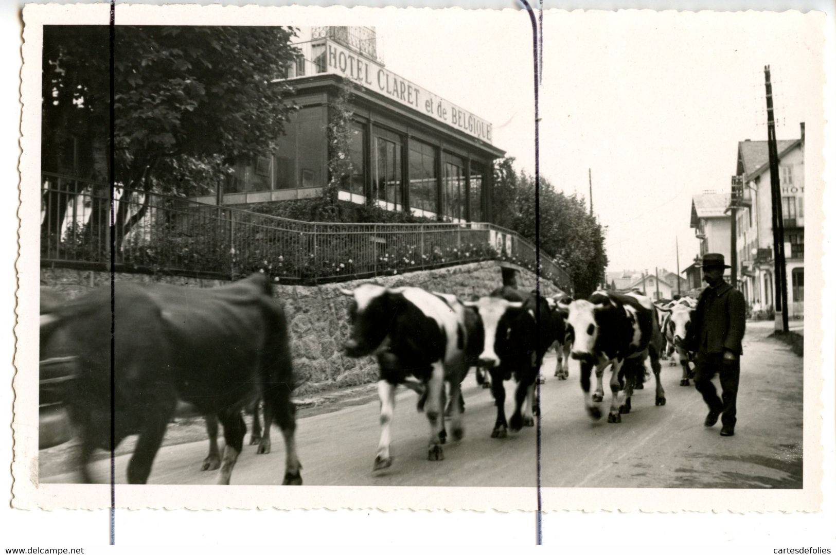 CARTE PHOTO. CPSM. PF. D74.   CHAMONIX - Devanture De L'hôtel Claret Et De Belgique . Troupeaux De Vaches Dans La Rue. - Fotografía