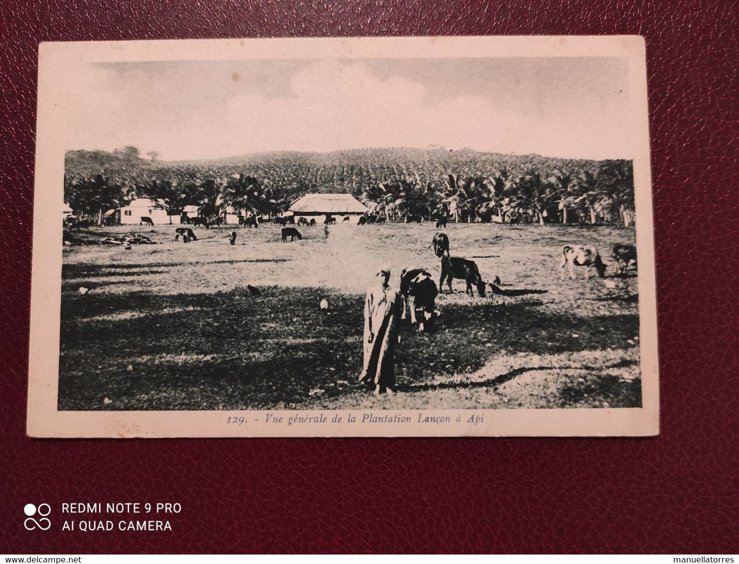 Ancienne Carte Postale  - Vue Generale De La Plantation Lançon A Api - Autres & Non Classés