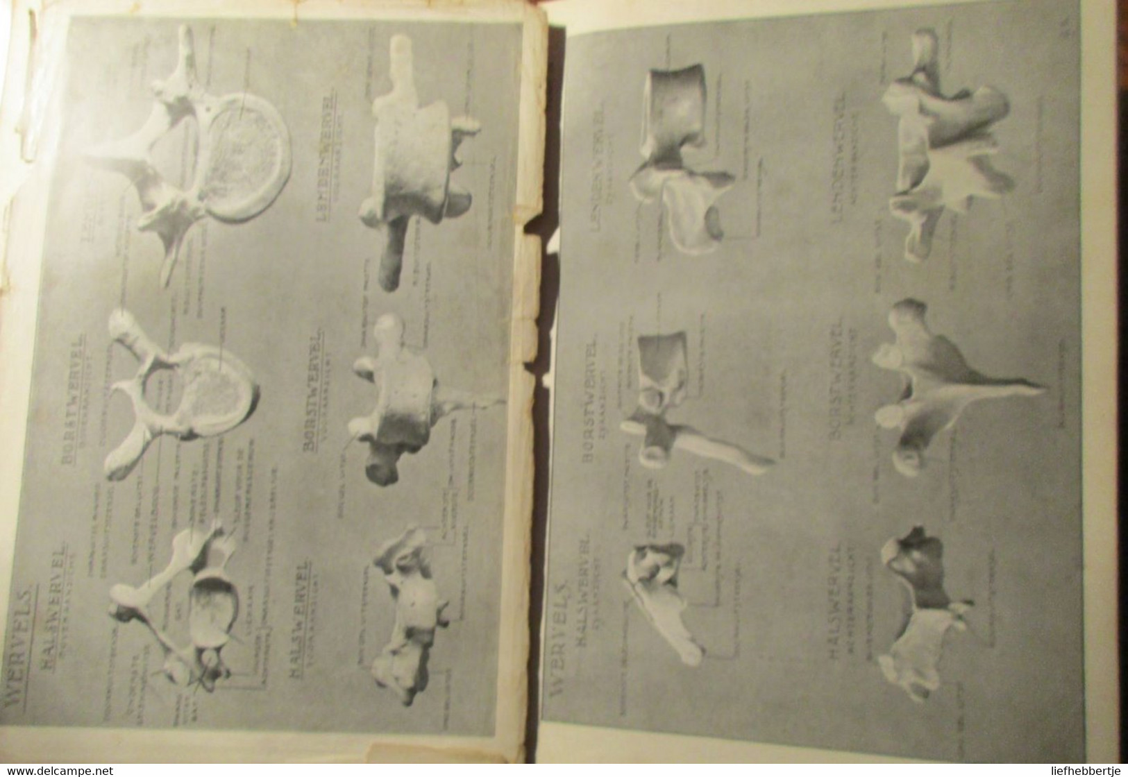 Anatomie voor kunstenaars - door J. Rykse - 1913