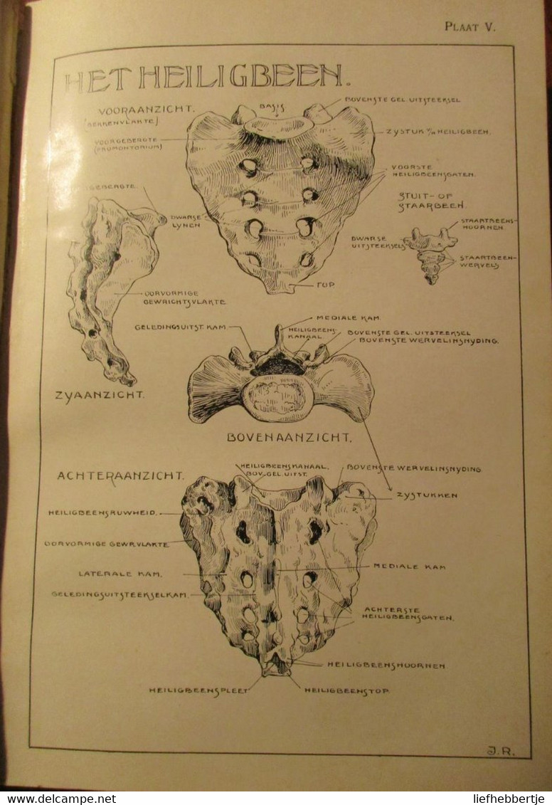 Anatomie voor kunstenaars - door J. Rykse - 1913