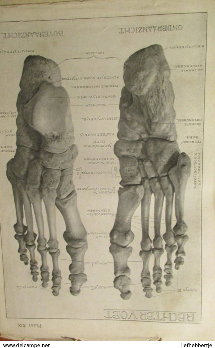 Anatomie voor kunstenaars - door J. Rykse - 1913