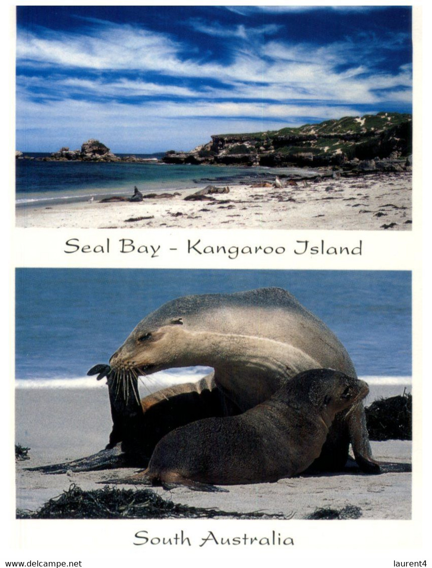 (QQ 49) Australia - SA - Seal Bay In Kangaroo Island - Kangaroo Islands