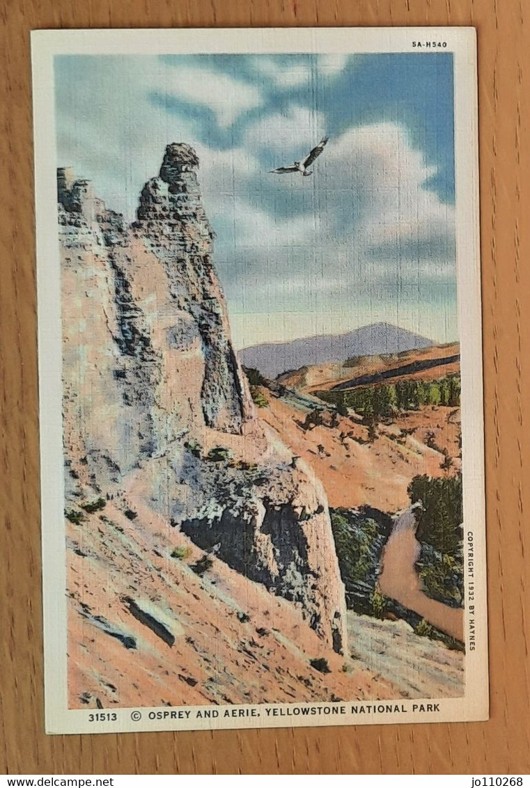 31513 - Osprey And Aerie, Yellowstone National Park - Yellowstone