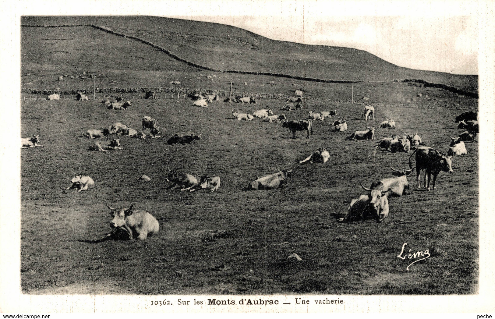 N°83963 -cpa Sur Les Monts D'Aubrac -une Vacherie- - Crías