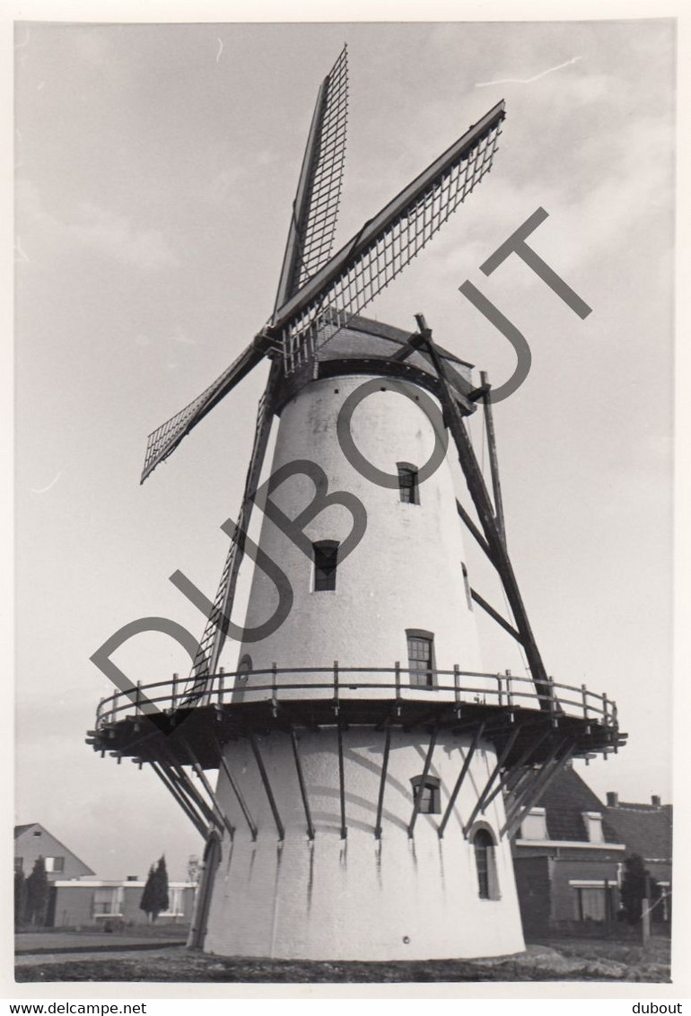 WEVELGEM - Molen / Moulin - Originele Foto Jaren '70 - Van Butsele 's Molen - Molenhoek  (Q58) - Wevelgem