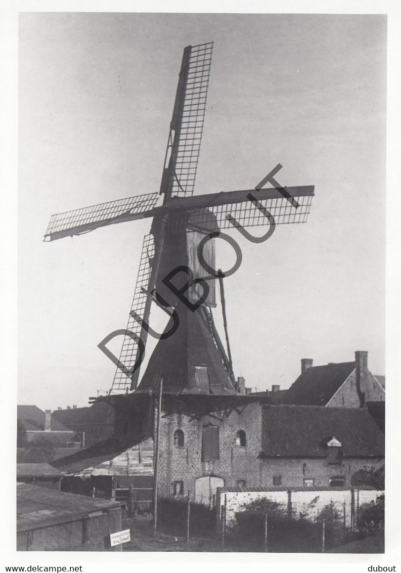 LEDEGEM  - Molen / Moulin - Originele Foto Jaren '70  (Q29) - Ledegem