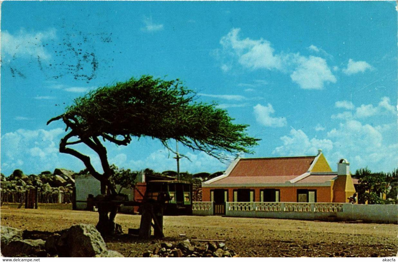 CPM AK Dividivi Tree With Cunucuhouse ARUBA (729818) - Aruba