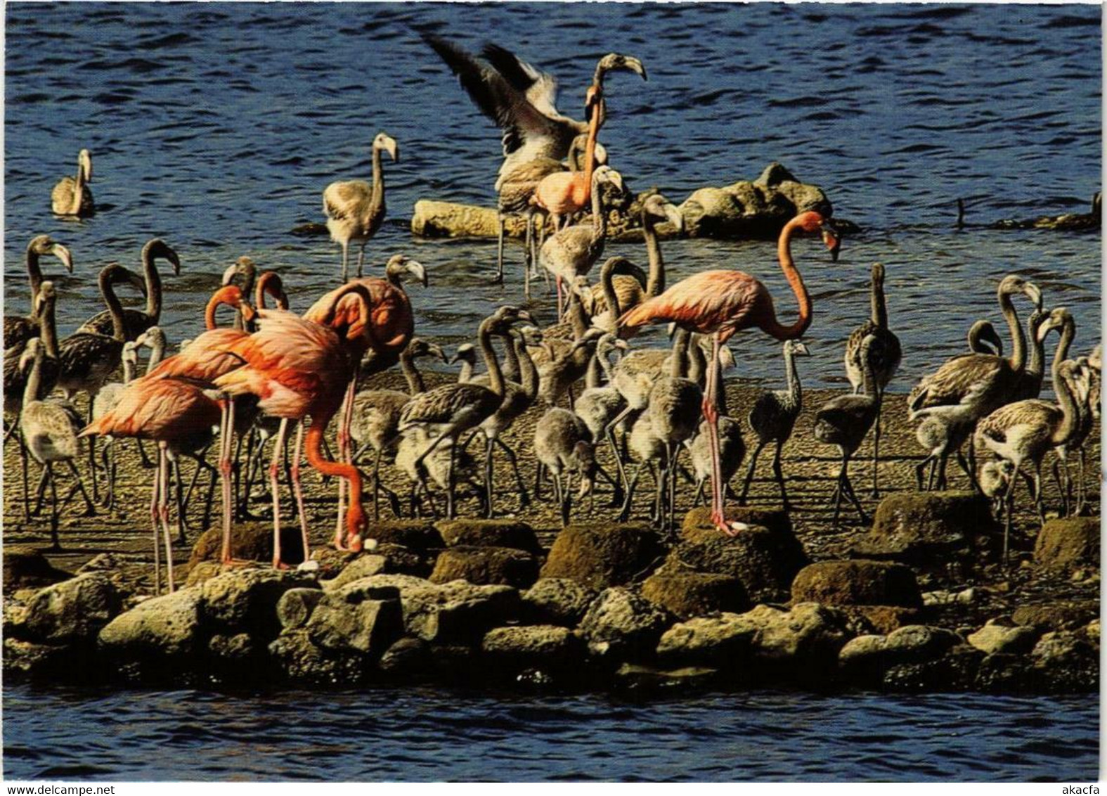 CPM AK Nesting And Young Caribbean Flamingos BONAIRE (729942) - Bonaire