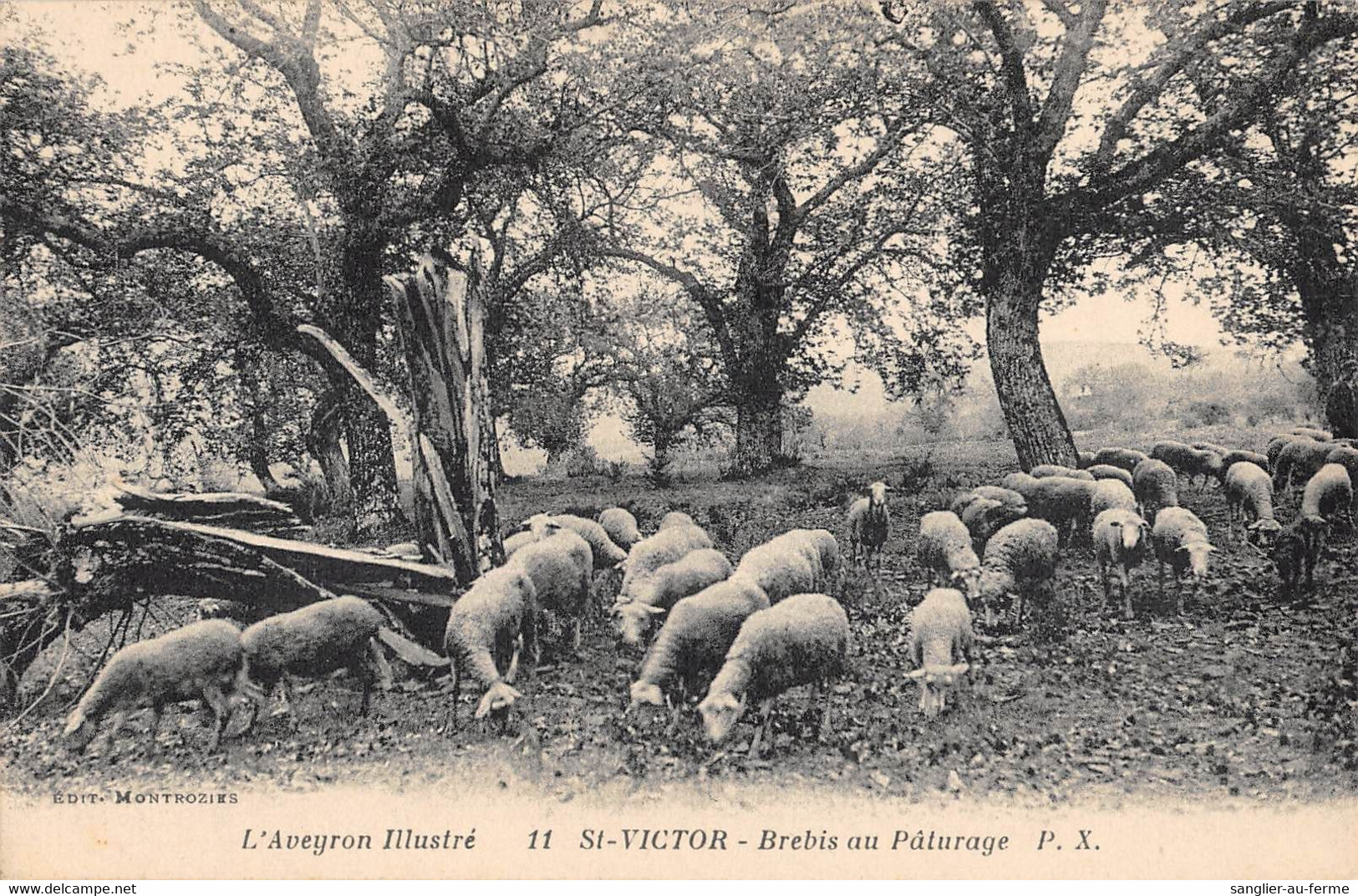 CPA 12 SAINT VICTOR BREBIS AU PATURAGE - Autres & Non Classés