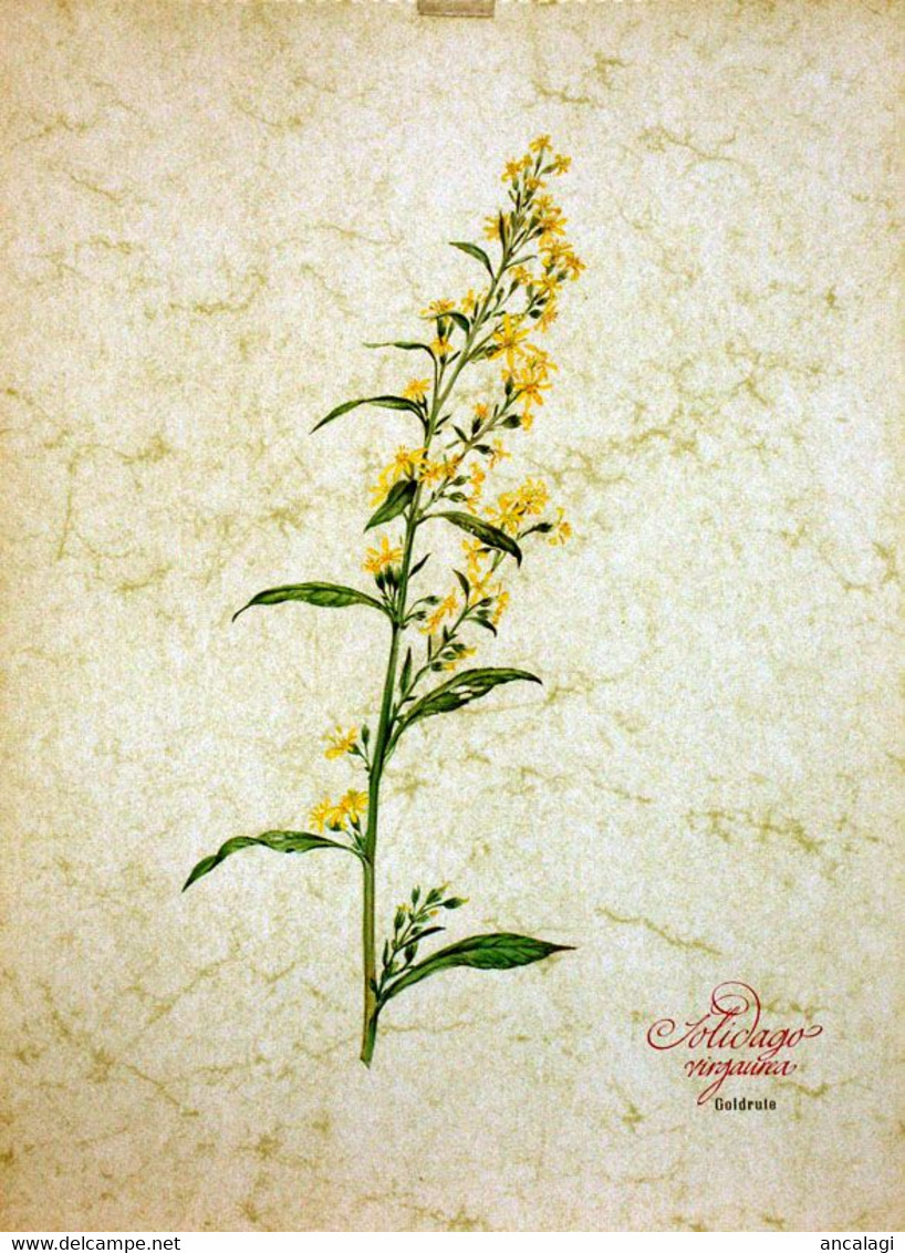 St.357 - FIORI - 12 bellissime Stampe su cartoncino tratte da un Calendario Tedesco del 1981 -