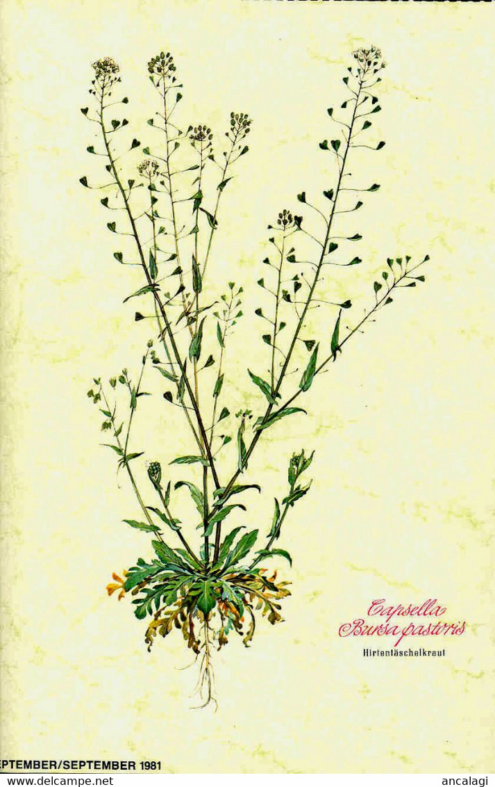 St.357 - FIORI - 12 bellissime Stampe su cartoncino tratte da un Calendario Tedesco del 1981 -