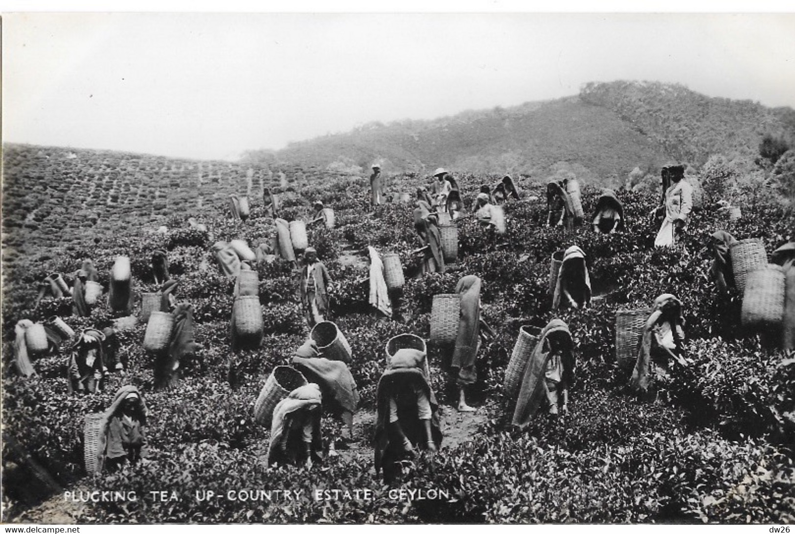 Ceylan: Plucking Tea Up-country Estate (cueillette Du Thé) Plâté Ltd, Ceylon - Carte N° 26 Non Circulée - Azië