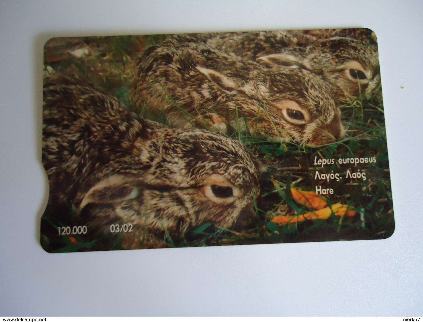 CYPRUS USED  CARDS  ANIMALS HARE  RABBIS - Rabbits