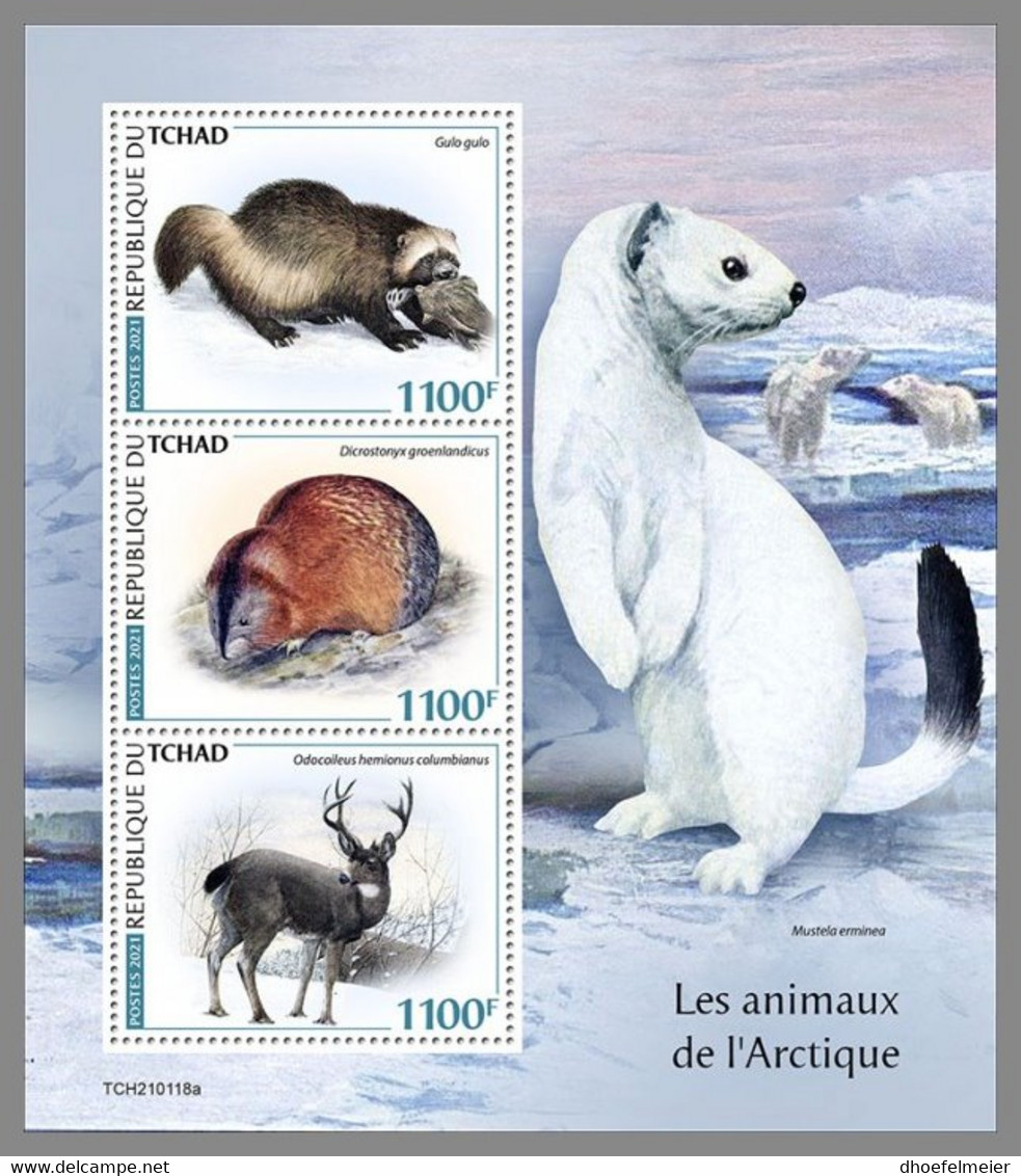 CHAD 2021 MNH Arctic Animals Arktische Tiere Animaux Arctique M/S - OFFICIAL ISSUE - DHQ2123 - Arctic Tierwelt