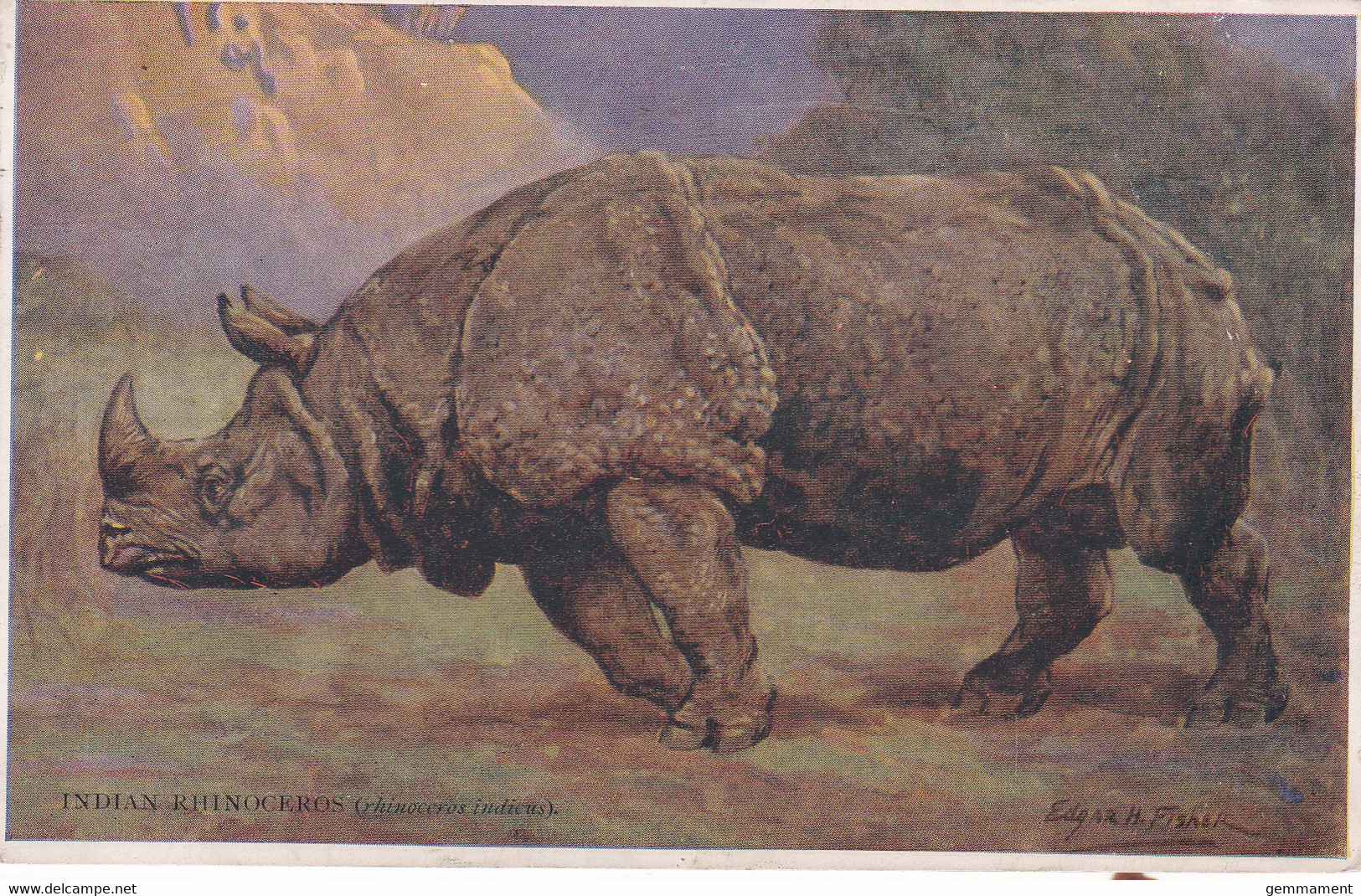 INDIAN RHINOCEROUS - Rhinocéros