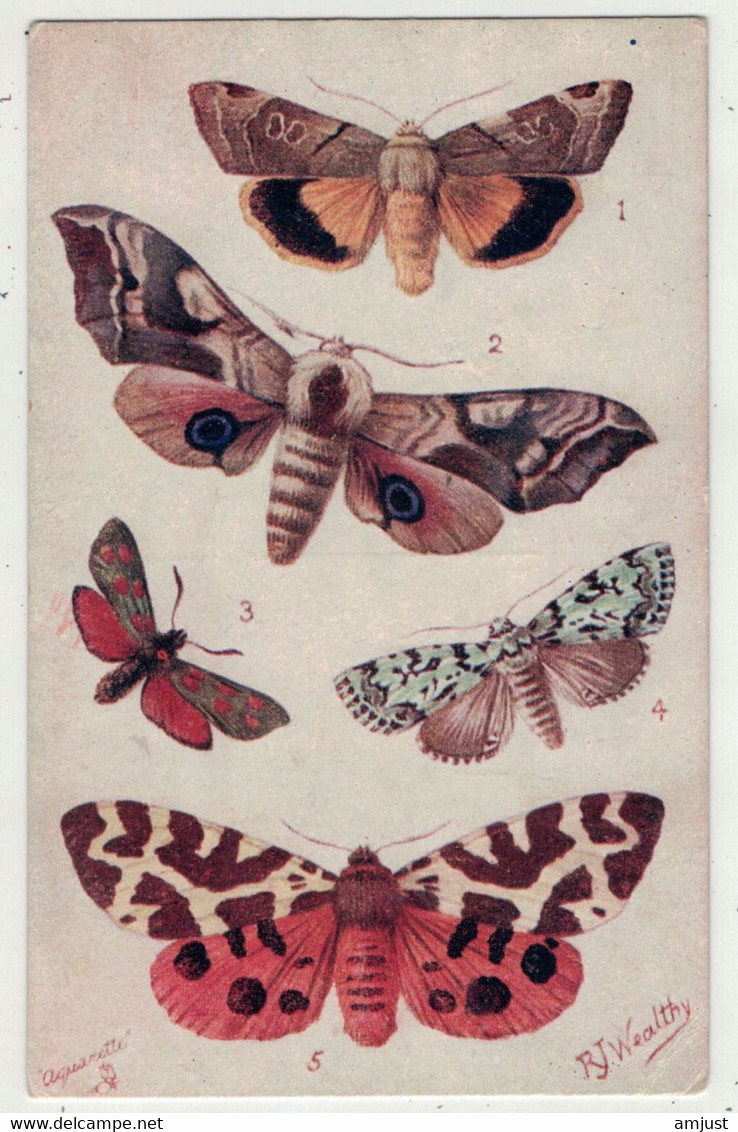 Papillons Dessiné Par Un Illustrateur - Papillons