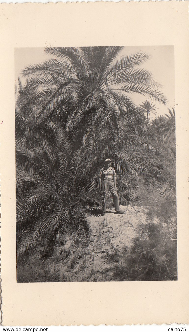 Photographie - Croisière En Méditerranée - Tunisie - Tozeur - Dans L'Oasis - Photographie