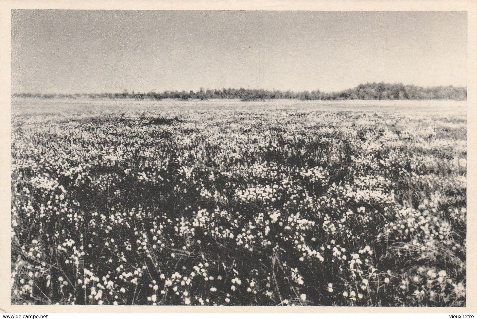 Région MALMEDY  WAIMES HAUTES FAGNES - Waimes - Weismes