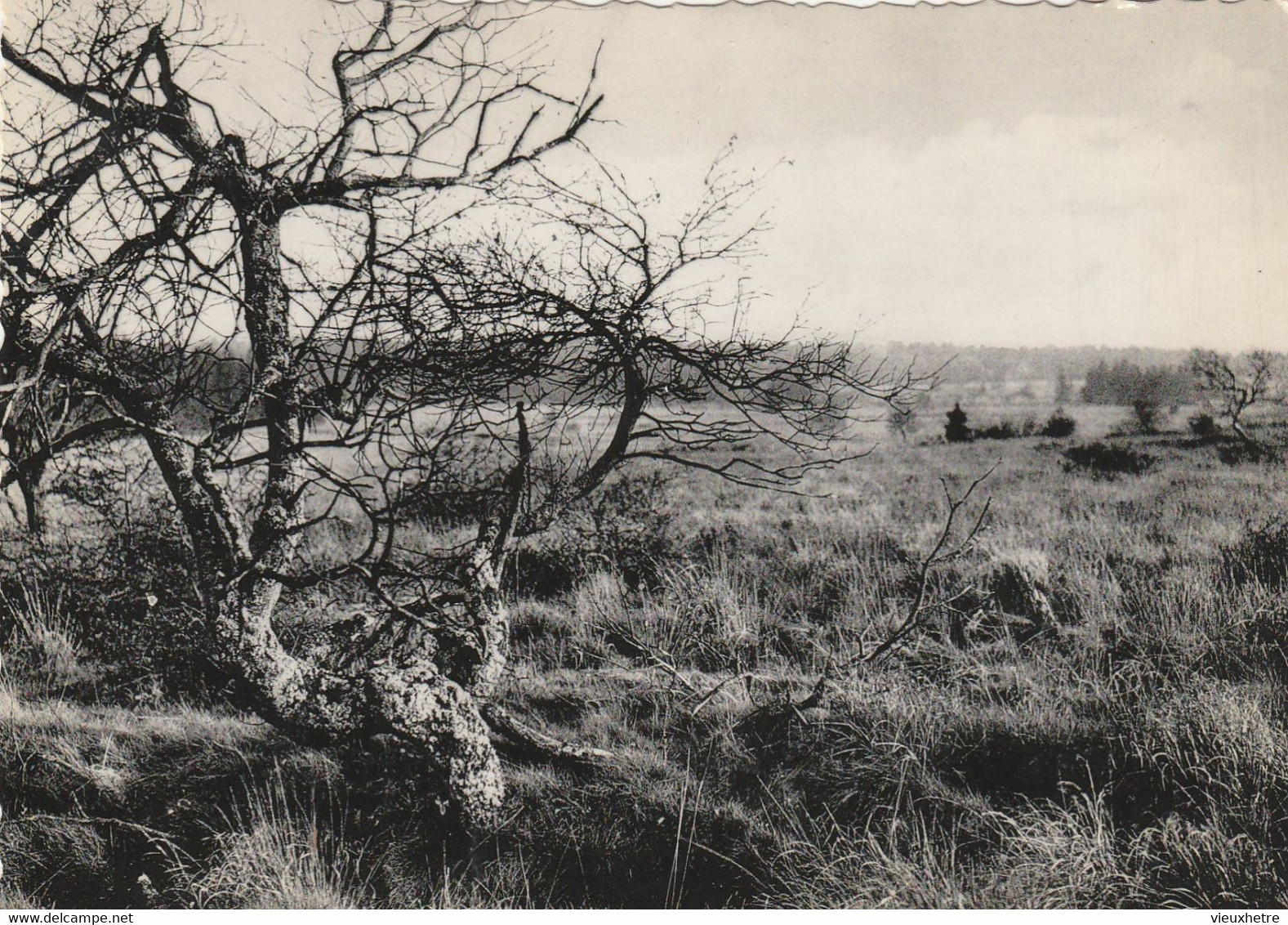 Région MALMEDY  WAIMES HAUTES FAGNES - Waimes - Weismes