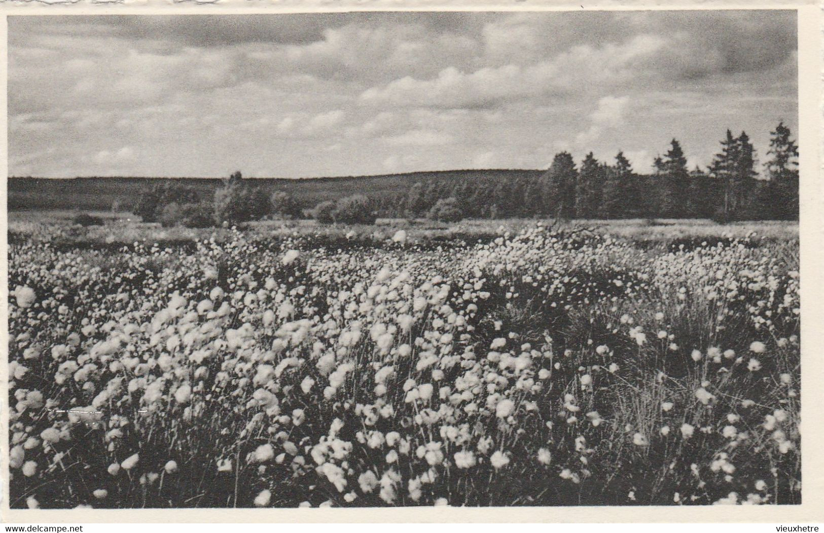 Région MALMEDY  WAIMES HAUTES FAGNES - Weismes