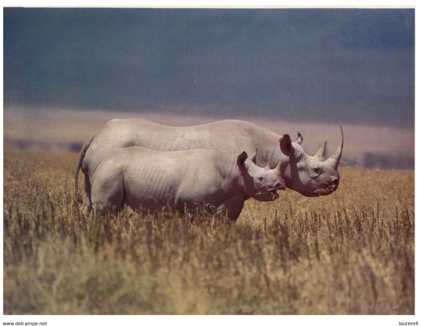 (RR 13) Rhinoceros (20 X 14 Cm) - Rhinozeros