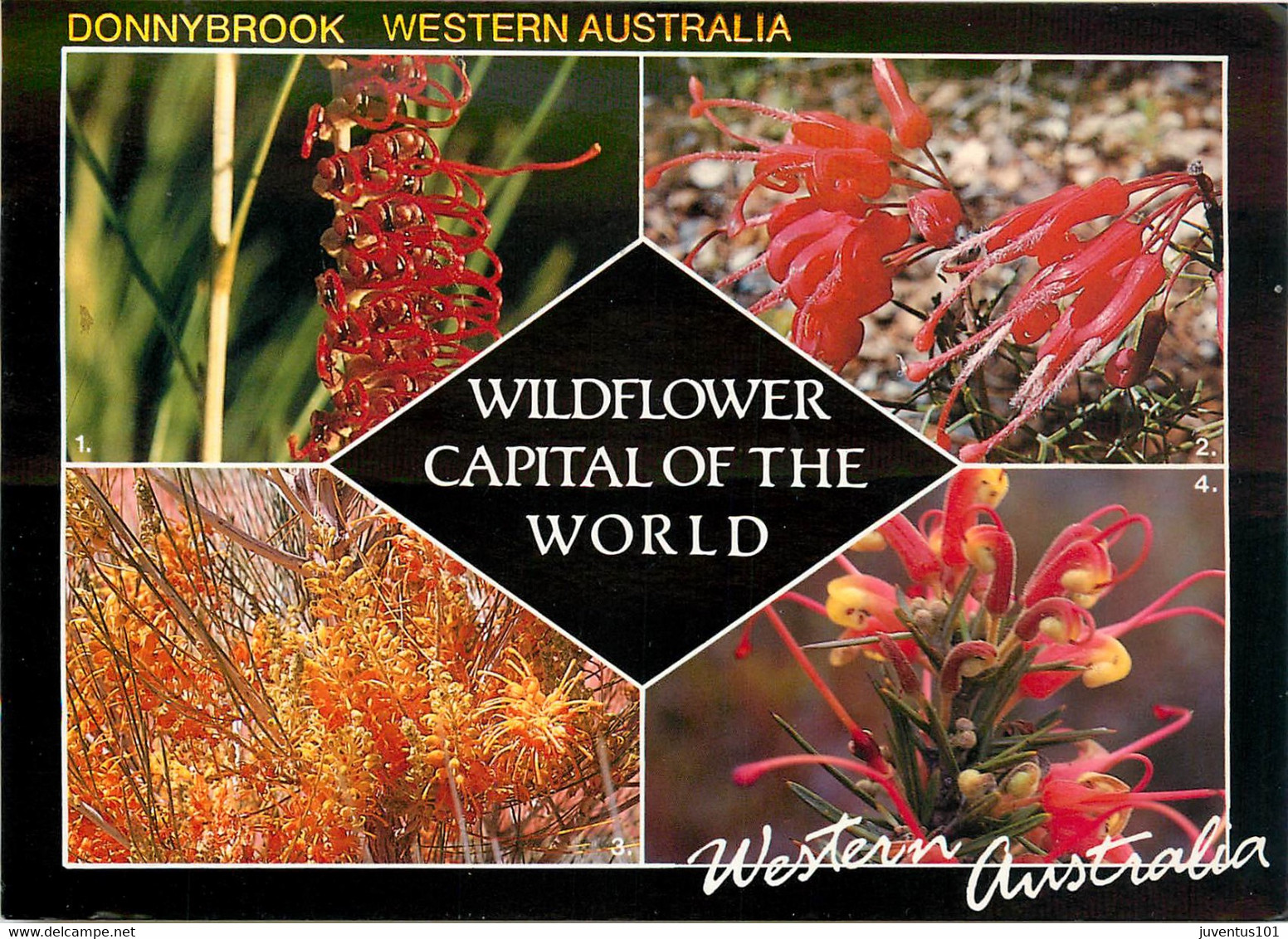 CPSM Donnybrook-Western Australia-Wildflower Capital Of The World-Beau Timbre      L684 - Altri & Non Classificati