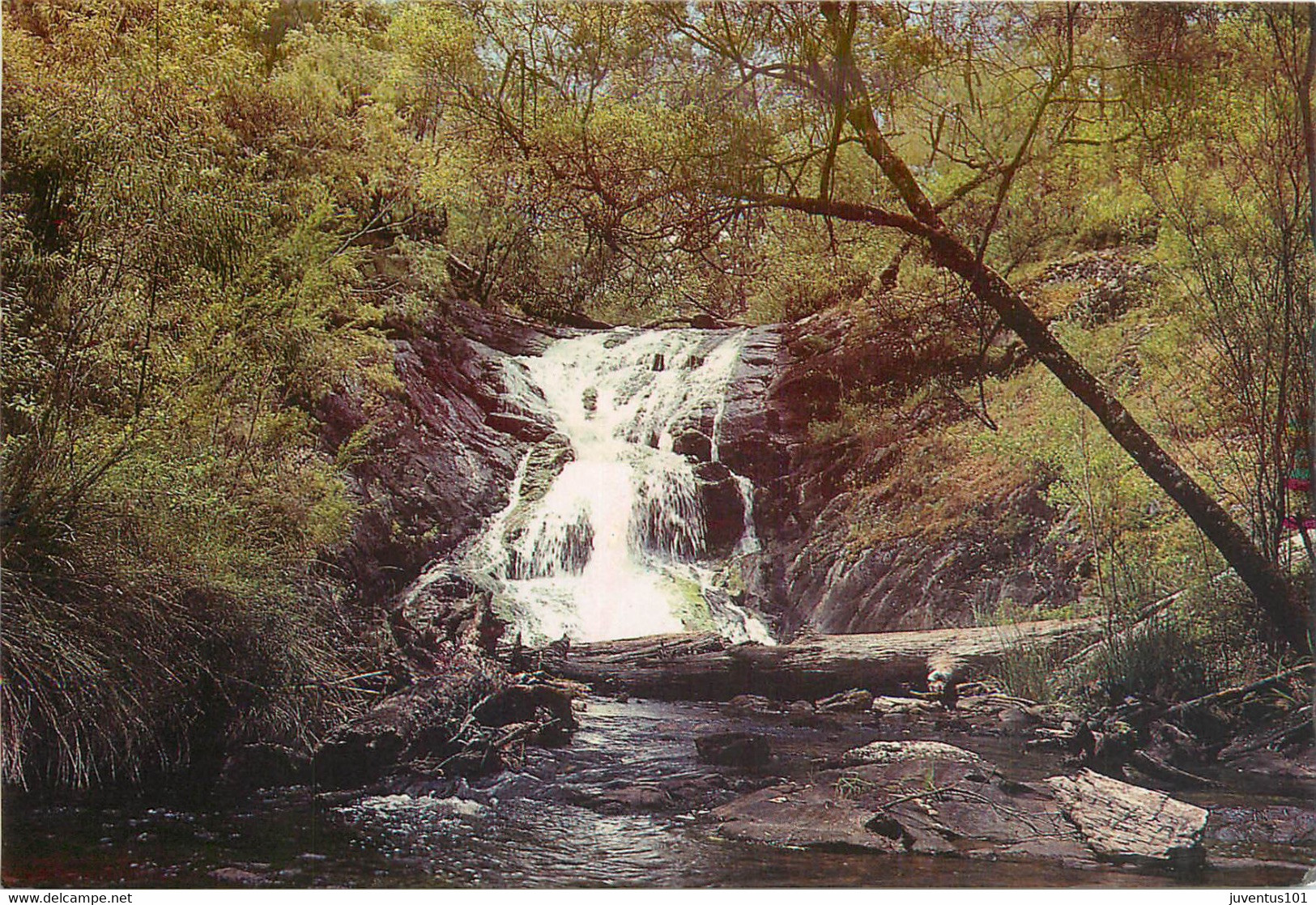 CPSM Beedelup Falls,Pemberton-Australia-Beau Timbre      L684 - Altri & Non Classificati