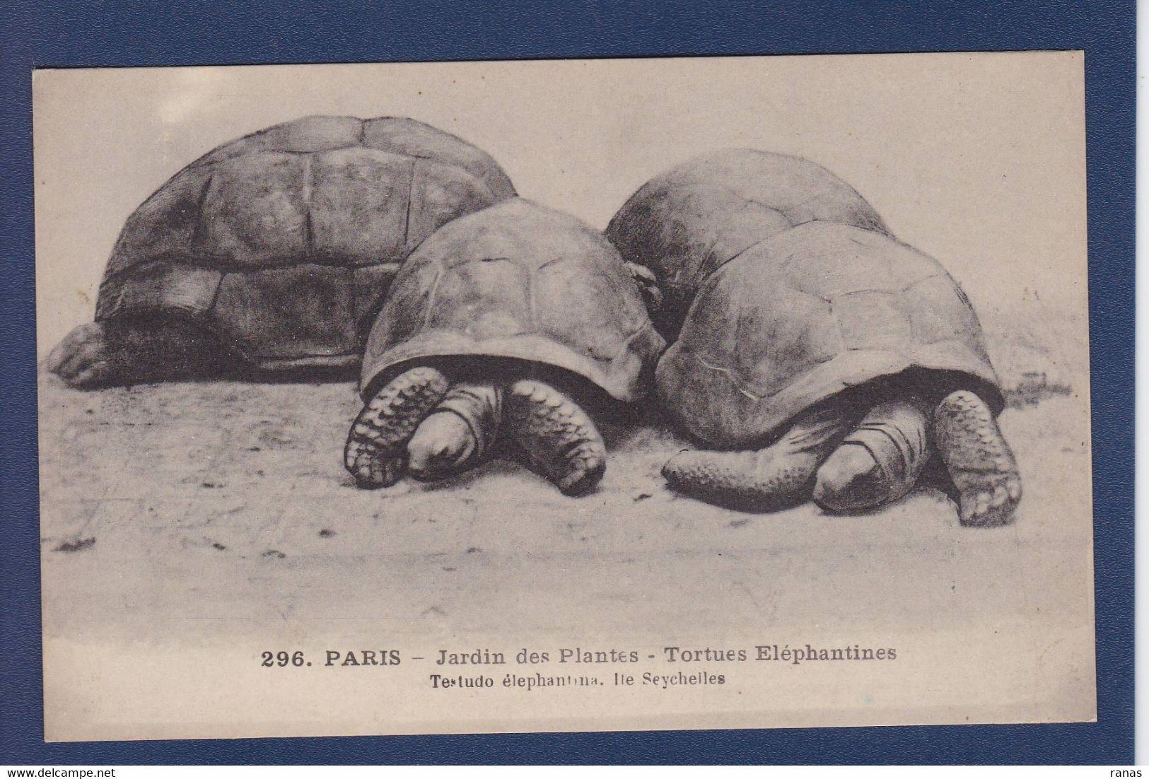 CPA Tortue Turtle Non Circulé - Schildpadden