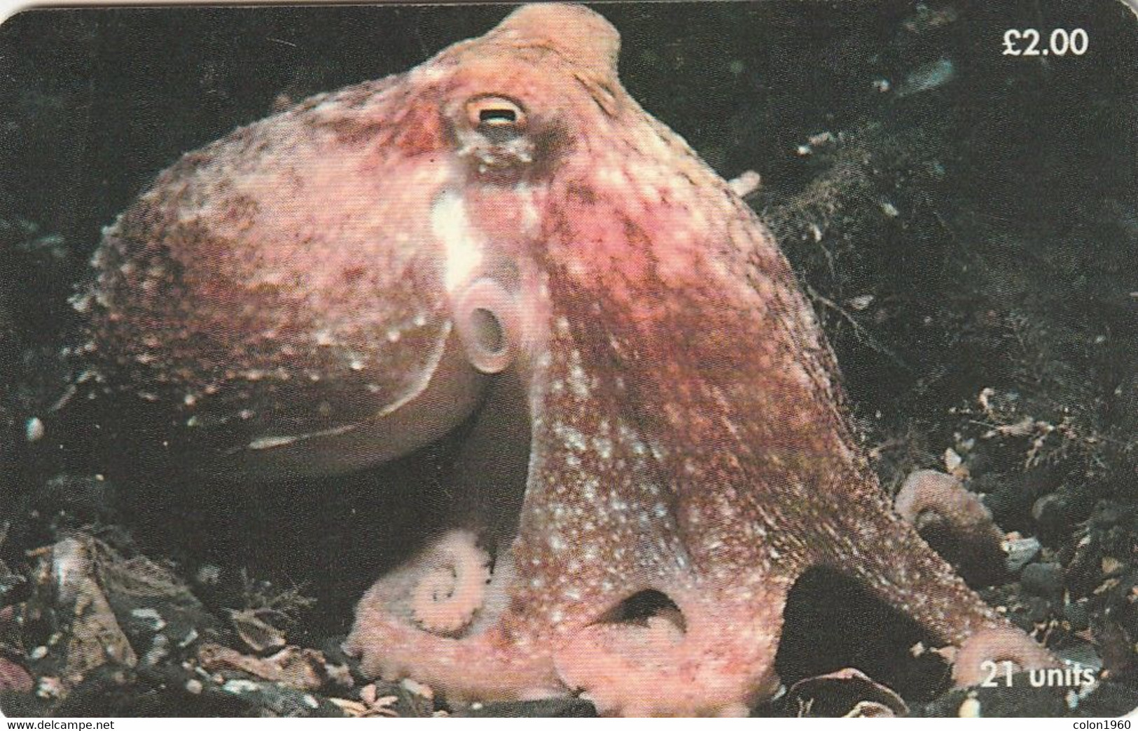 ISLE OF MAN. Curled Octopus. 2000-01. 20000 Ex. IM-TEL-0154. (023). - Eiland Man