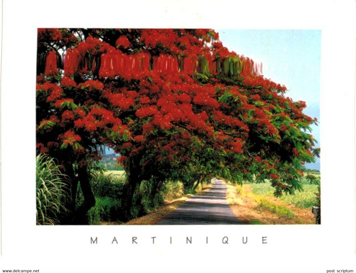 Lot   - Amériques + Martinique et Guadeloupe -  environ  250 cartes