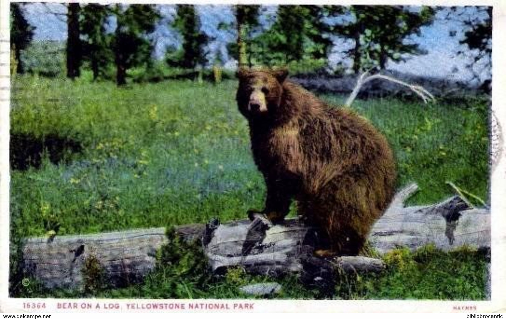 U.S.A. < BEAR ON A LOG.  YELLOWSTONE NATIONAL PARK - Yellowstone