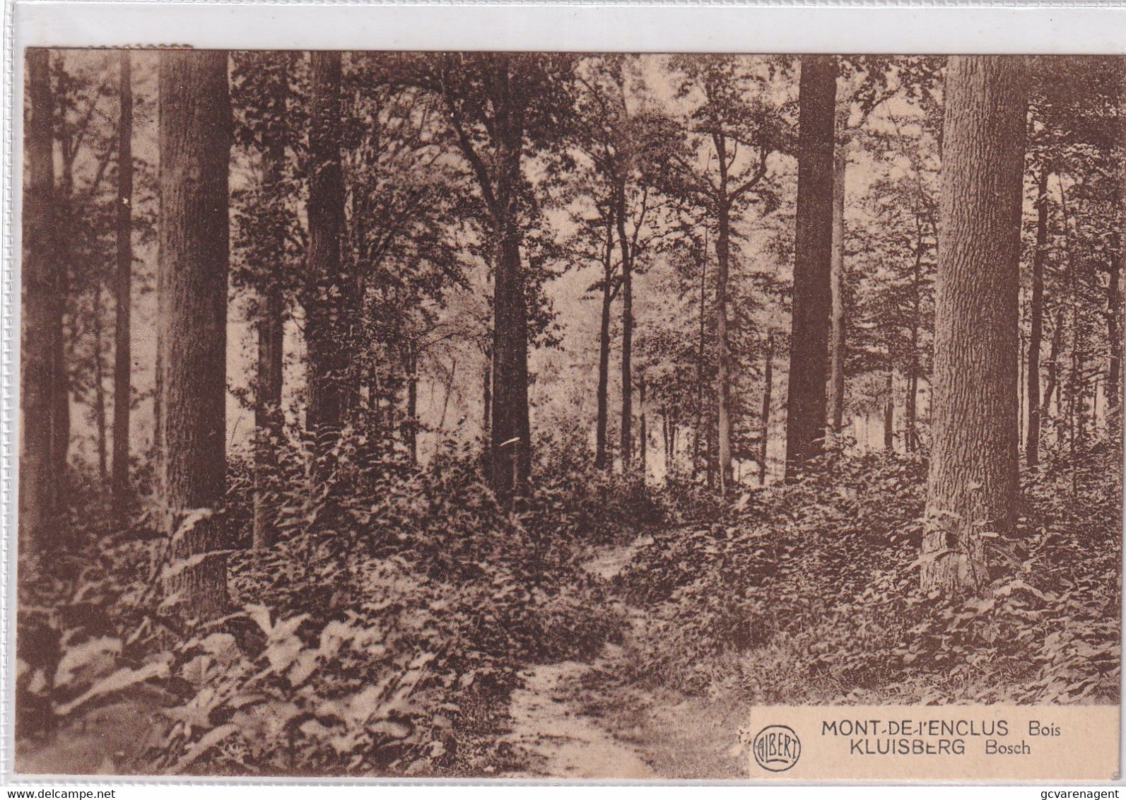 KLUISBERGEN  MONT DE L'ENCLUS   BOIS  BOSCH - Kluisbergen