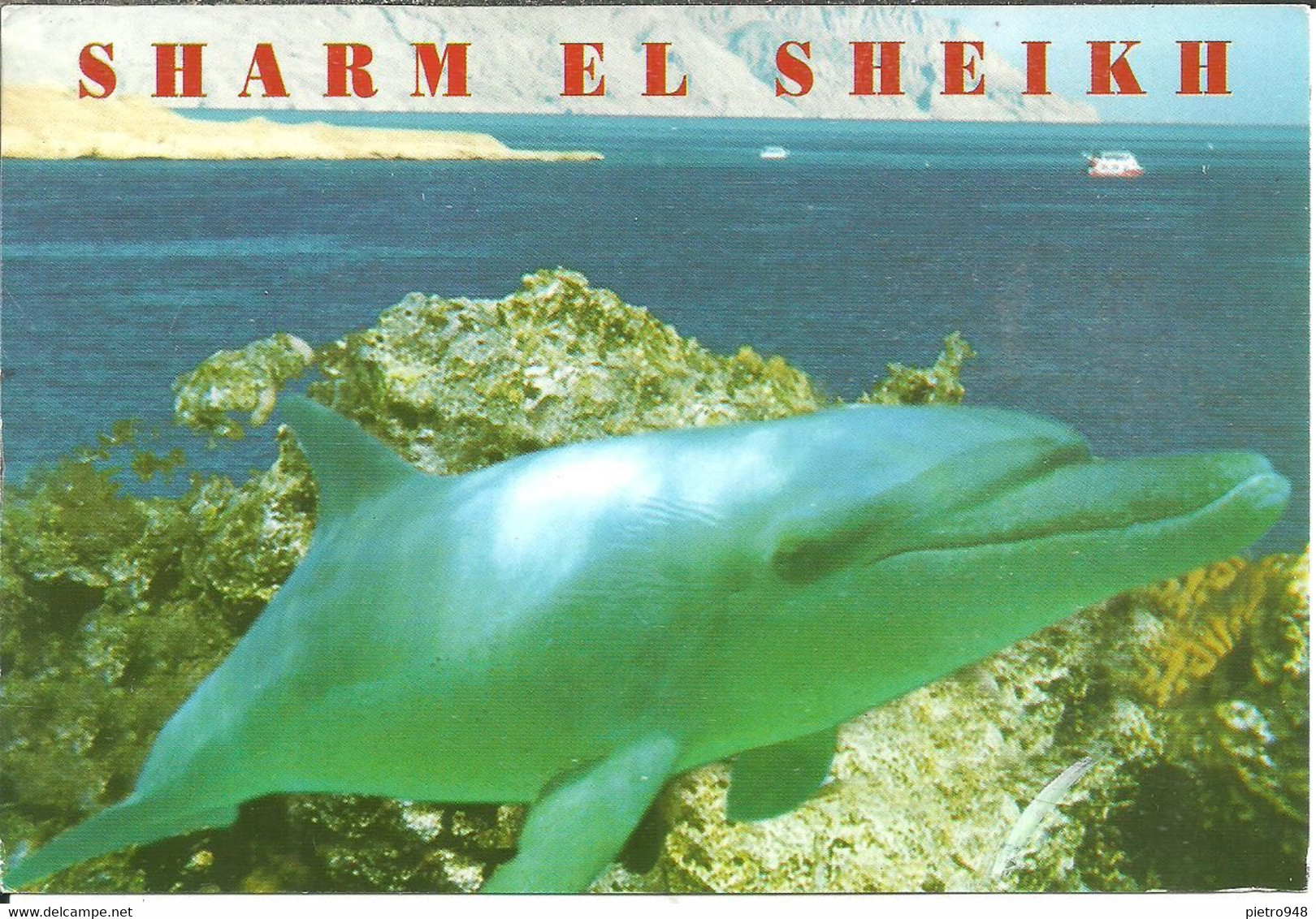 Sharm El Skeikh (Egitto, Egypt) Panoramic View And Dolphin, Vue Panoramique Et Dauphin - Sharm El Sheikh