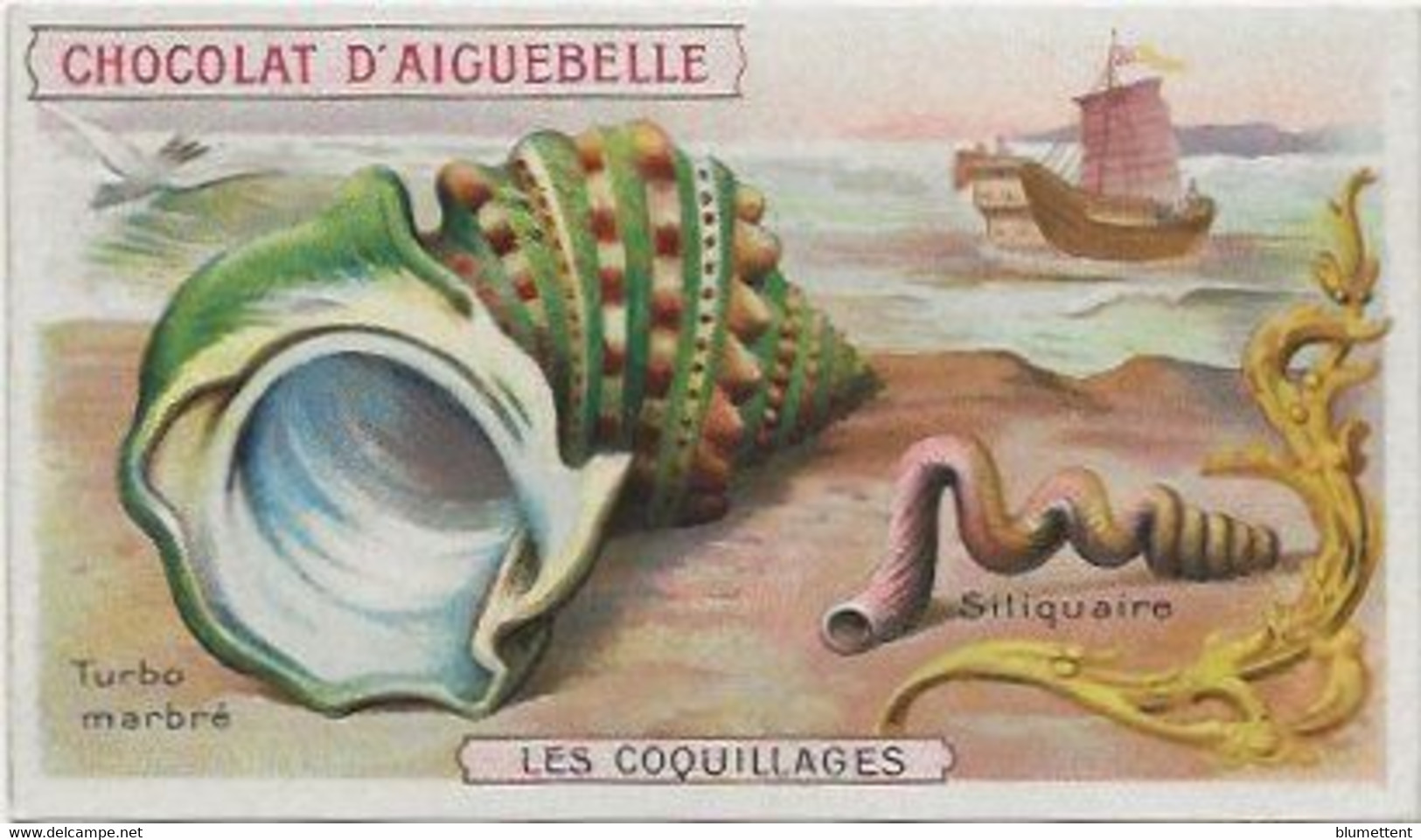 Chromo Aiguebelle Les Coquillages 10,5 X 6 - Aiguebelle