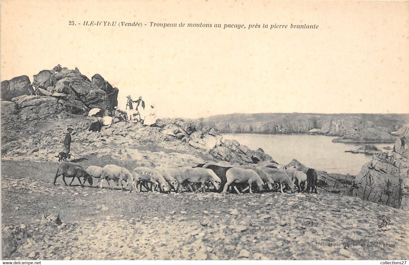 85-ILE-D'YEU- TROUPEAU DE MOUTONS AU PACAGE PRES LA PIERRE BRANLANTE - Ile D'Yeu