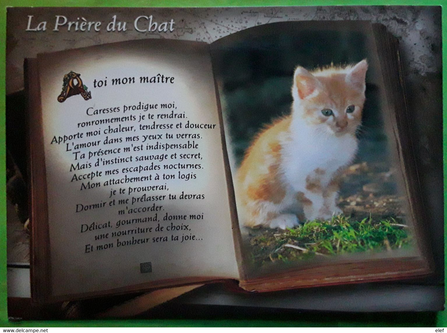 LA PRIERE DU CHAT , Chaton , Photo J.M. Peyral , 2011 , TB - Katzen