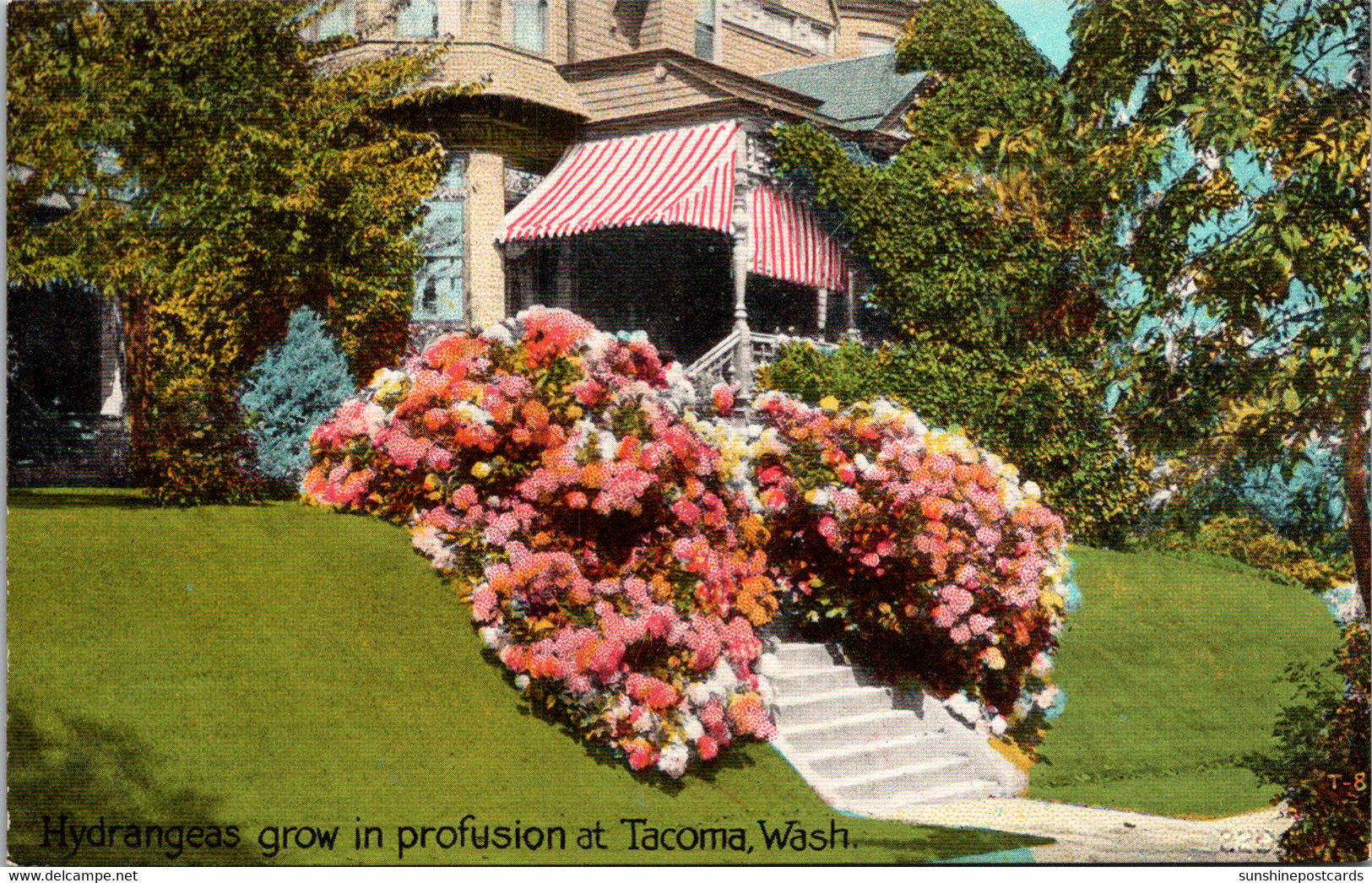 Washington Tacoma Beautiful Home With Hydrangeas In Bloom - Tacoma