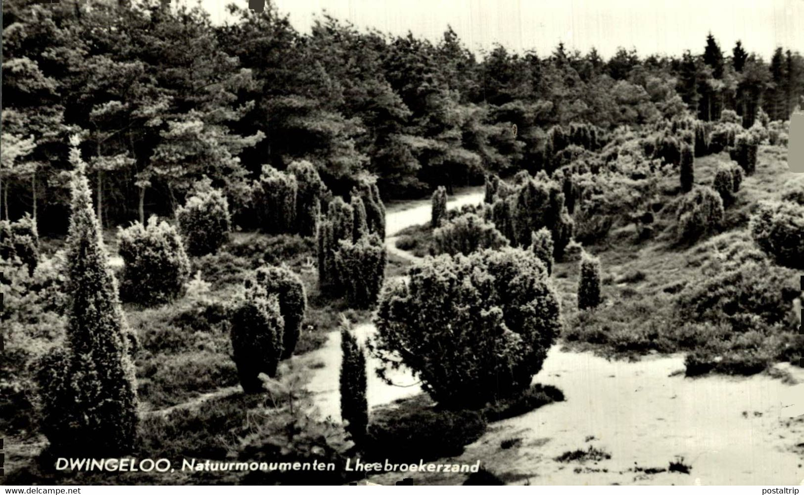 DWINGELOO    NATUURMONUMENTEN LHEEBROEKERZAND  Drenthe HOLLAND HOLANDA NETHERLANDS - Dwingeloo