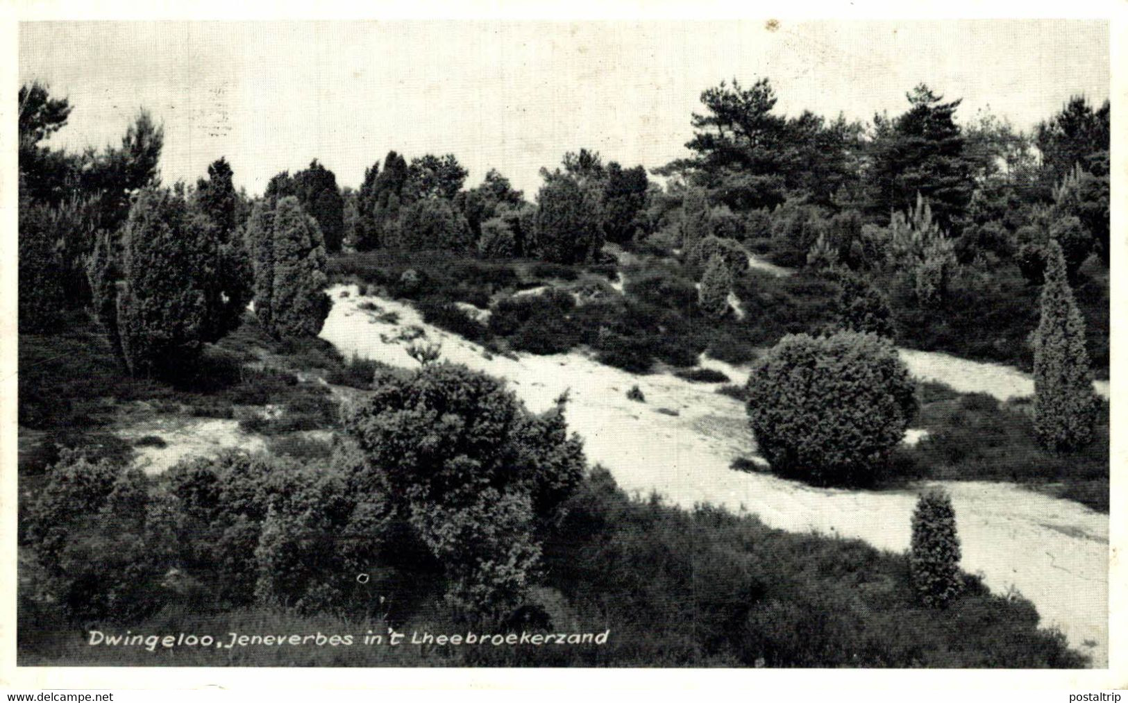 DWINGELOO JENEVERBES IN'T LHEEBROEKERZAND  Drenthe HOLLAND HOLANDA NETHERLANDS - Dwingeloo