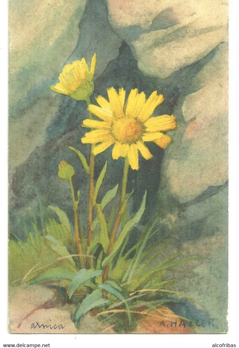 Illustrateur A.HALLER Lot  12 Cartes Fleurs Imprimées En  Suisse - Haller, A.