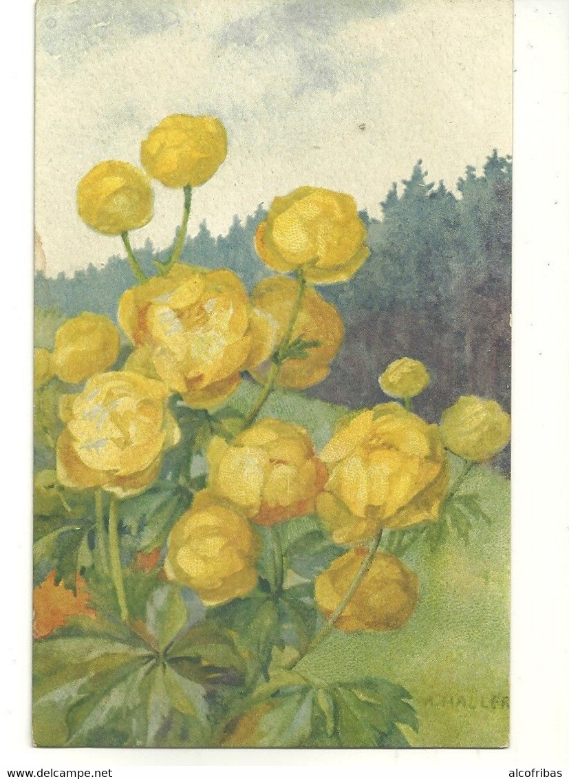 illustrateur A.HALLER lot  12 cartes fleurs imprimées en  suisse