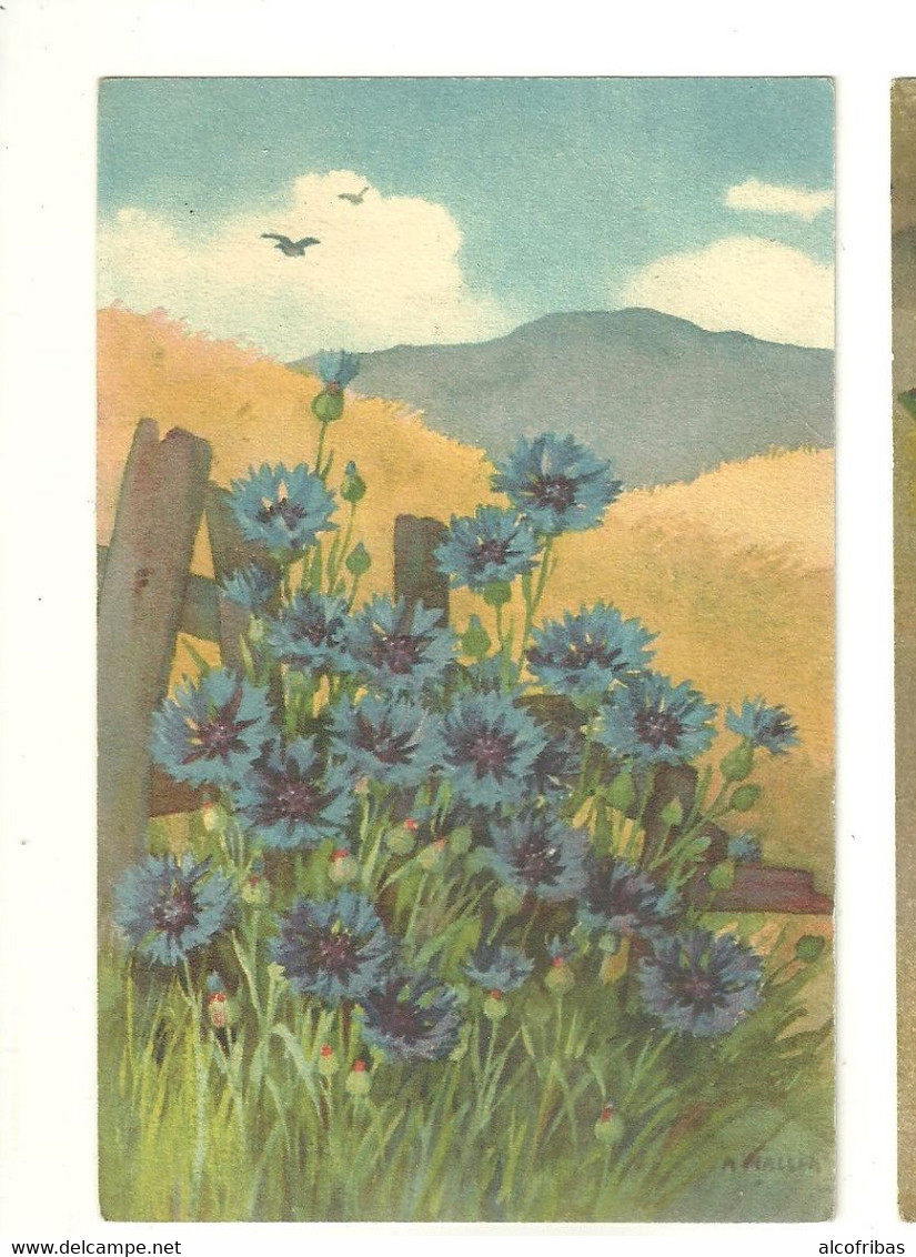 illustrateur A.HALLER lot  12 cartes fleurs imprimées en  suisse